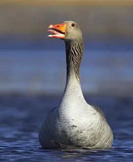 Images Dated 16th April 2005: Grauwe Gans, Greylag Goose, Anser anser