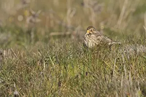 2015 Prints: Grauwe Gors, Corn Bunting, Emberiza calandra
