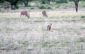 Images Dated 15th November 2012: Grauwe Kiekendief, Montagu's Harrier, Circus pygargus