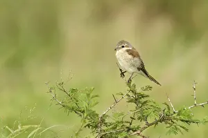 Shrike Prints: Grauwe Klauwier, Red-backed Shrike, Lanius collurio