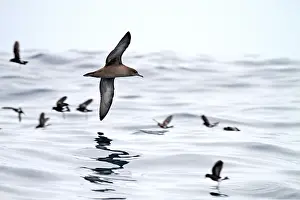 Pijlstormvogel Prints: Grauwe Pijlstormvogel, Sooty Shearwater, Puffinus griseus