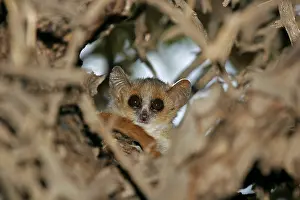 Nocturnal Prints: Gray mouse lemur, Microcebus murinus