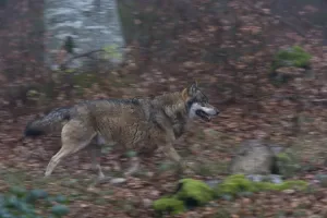 Images Dated 5th December 2014: A gray wolf, Canis lupus, running