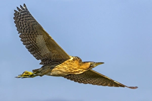Images Dated 3rd March 2013: Great Bittern, Botaurus stellaris