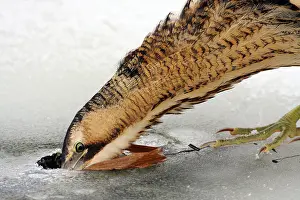 Stellaris Prints: Great Bittern, Botaurus stellaris