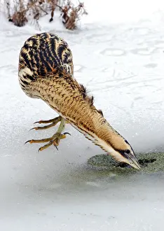Stellaris Prints: Great Bittern, Botaurus stellaris