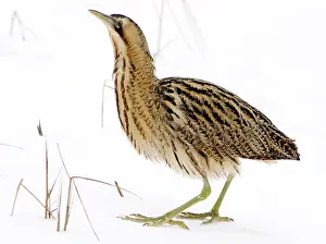 Stellaris Prints: Great Bittern, Botaurus stellaris