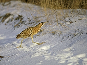 2002 Prints: Great Bittern, Roerdomp, Botaurus stellaris