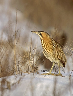 February Prints: Great Bittern, Roerdomp, Botaurus stellaris