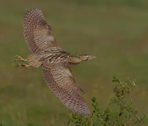 Images Dated 1st May 2007: Great Bittern, Roerdomp, Botaurus stellaris