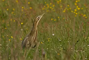 Images Dated 1st May 2007: Great Bittern, Roerdomp, Botaurus stellaris