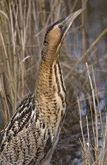 Stellaris Prints: Great Bittern, Roerdomp, Botaurus stellaris