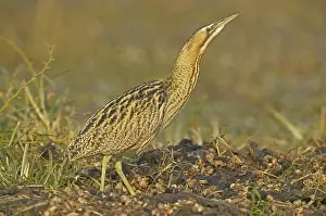 Images Dated 23rd February 2006: Great Bittern, Roerdomp, Botaurus stellaris