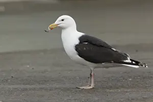 Black Backed Prints: Great Black-backed Gull