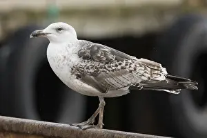 Black Backed Prints: Great Black-backed Gull