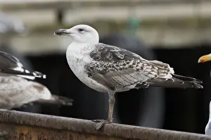 Black Backed Prints: Great Black-backed Gull