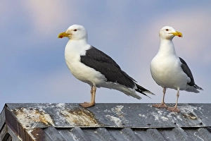 Images Dated 17th May 2023: Great Black-backed Gull, Larus marinus