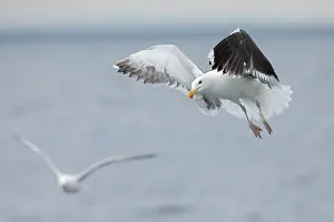 Black Backed Prints: Great Black-backed Gull Larus marinus