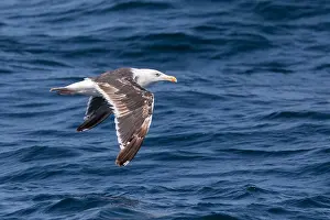 Black Backed Prints: Great Black-backed Gull, Larus marinus