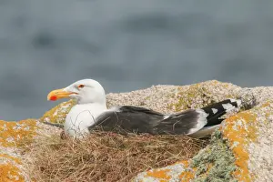 Black Backed Prints: Great Black-backed Gull, Larus marinus