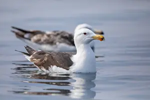 Black Backed Prints: Great Black-backed Gull, Larus marinus