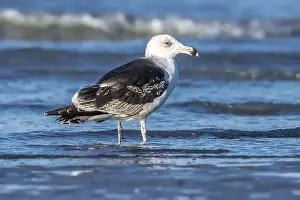 Black Backed Prints: Great Black-backed Gull, Larus marinus
