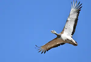 Images Dated 8th September 2020: Great Bustard, Otis tarda