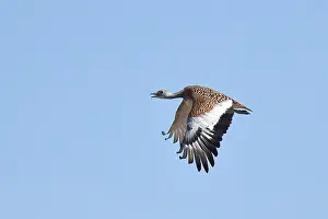 Images Dated 8th September 2020: Great Bustard, Otis tarda