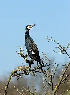 Images Dated 8th April 2007: Great Cormorant, Aalscholver, Phalacrocorax carbo