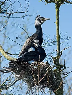 Images Dated 8th April 2007: Great Cormorant, Aalscholver, Phalacrocorax carbo