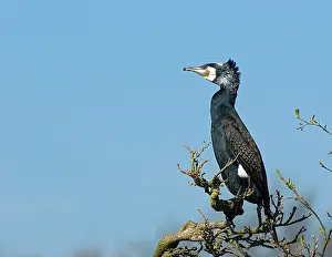 Images Dated 8th April 2007: Great Cormorant, Aalscholver, Phalacrocorax carbo