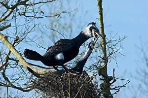 Images Dated 8th April 2007: Great Cormorant, Aalscholver, Phalacrocorax carbo