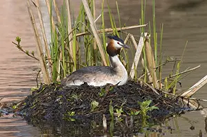 Images Dated 10th April 2005: Great Crested Grebe, Fuut, Podiceps cristatus
