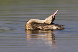 Great Crested Grebe, Podiceps cristatus