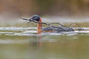 Images Dated 23rd November 2023: Great Grebe, Podiceps major
