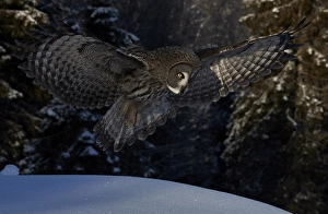 Images Dated 26th February 2020: Great Grey Owl, Srix nebulosa
