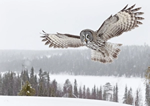 2000 Prints: Great Grey Owl, Srix nebulosa