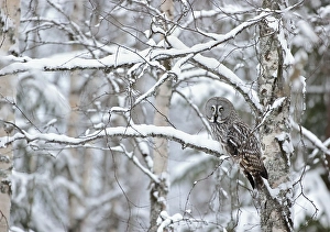 2000 Prints: Great Grey Owl, Strix nebulosa
