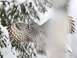 2000 Prints: Great Grey Owl, Strix nebulosa