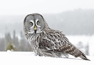 2000 Prints: Great Grey Owl, Strix nebulosa