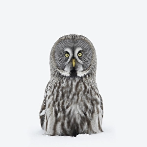 Images Dated 15th March 2009: Great Grey Owl, Strix nebulosa