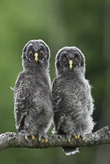 Finland Prints: Great Grey Owl, Strix nebulosa