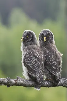 Finland Prints: Great Grey Owl, Strix nebulosa