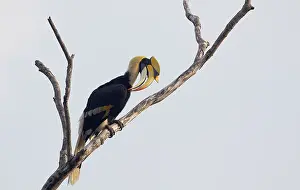 2012 Prints: Great Hornbill, Buceros bicornis