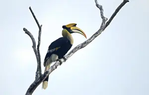 2012 Prints: Great Hornbill, Buceros bicornis