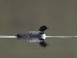 Images Dated 14th June 2020: Great Northern Diver, Gavia immer