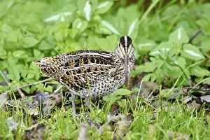 Images Dated 26th September 2020: Great Snipe, Gallinago media