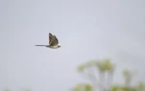 Images Dated 23rd April 2018: Great Spotted Cuckoo, Clamator glandarius