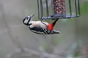 2004 Prints: Great Spotted Woodpecker, Dendrocopos major