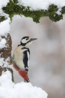 Dendrocopos Prints: Great Spotted Woodpecker, Dendrocopos major